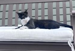 Found/Stray Male Cat last seen Skyridge Elementary School, Auburn, CA 95603