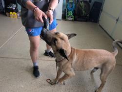 Reunited Male Dog last seen Spear Creek Church and Sandy Haven Elgin, SC 29045, Richland County, SC 29045