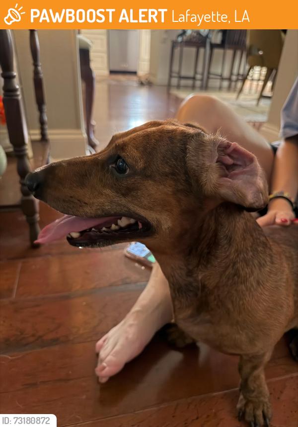 Found/Stray Male Dog last seen Near Quail Drive, Lafayette, LA 70508
