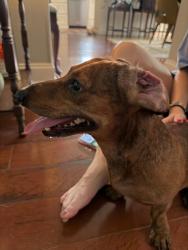 Found/Stray Male Dog last seen Near Quail Drive, Lafayette, LA 70508