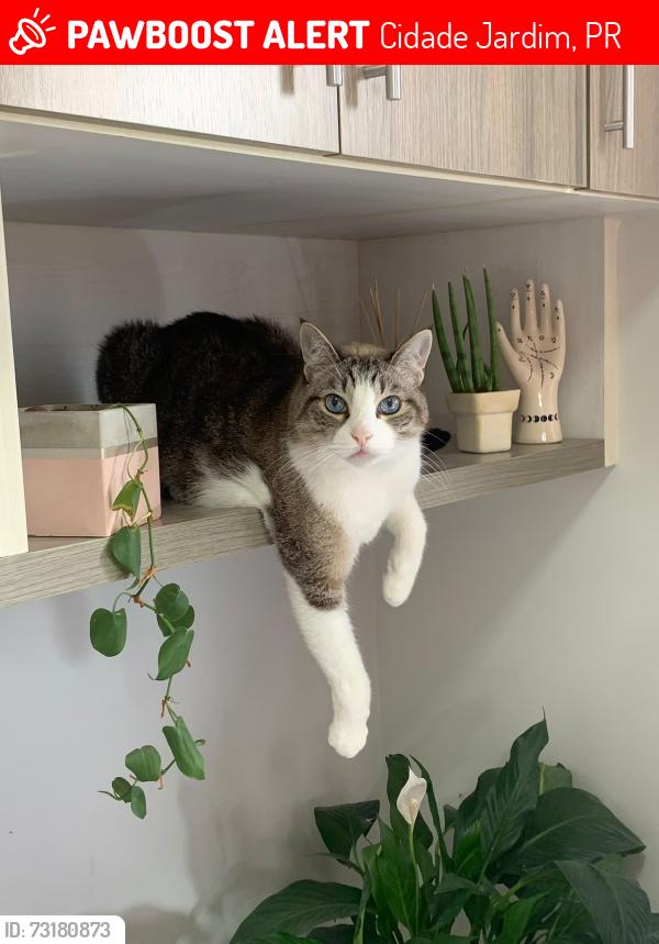 Lost Male Cat last seen Cidade jardim - SJP, Cidade Jardim, PR 