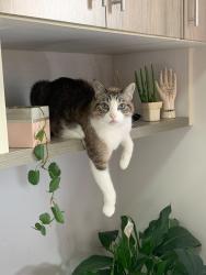 Lost Male Cat last seen Cidade jardim - SJP, Cidade Jardim, PR 