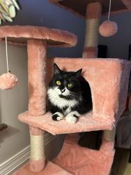 Lost Female Cat last seen Baldwin and fitzhugh, Grand Rapids, MI 49503