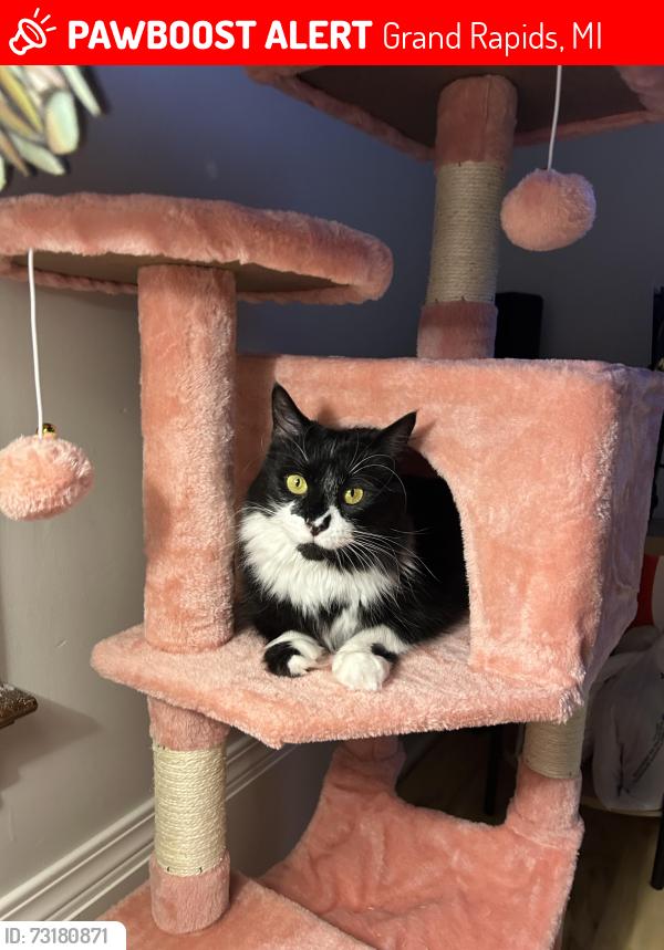 Lost Female Cat last seen Baldwin and fitzhugh, Grand Rapids, MI 49503