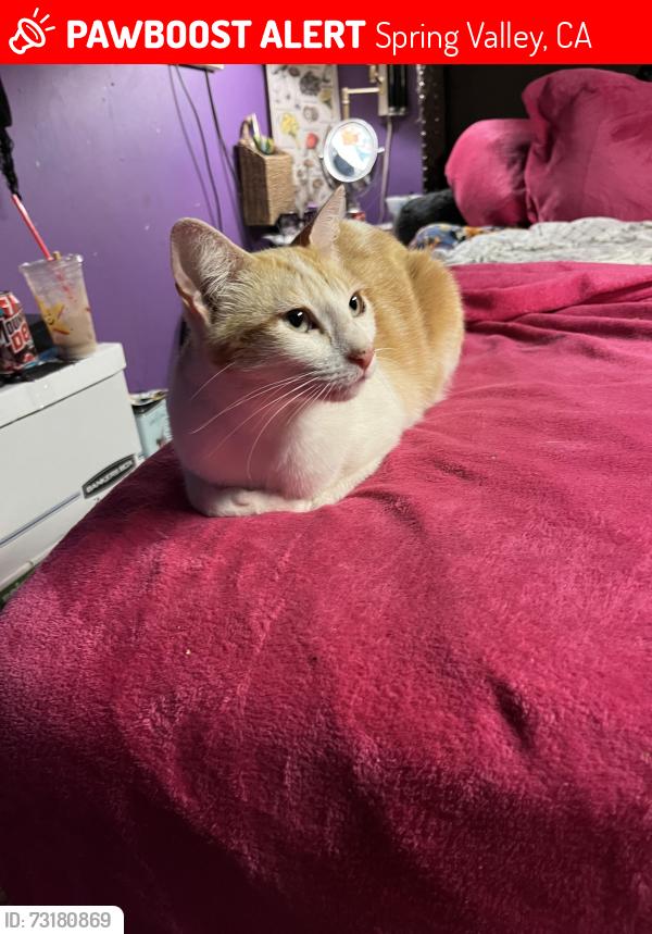 Lost Female Cat last seen Valencia and Bancroft, Spring Valley, CA 91977