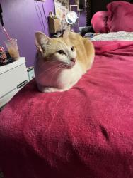 Lost Female Cat last seen Valencia and Bancroft, Spring Valley, CA 91977