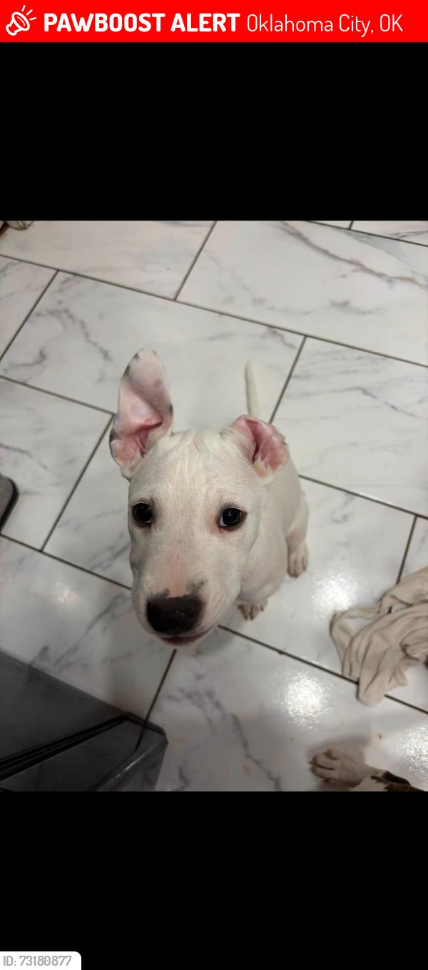 Lost Male Dog last seen lippert lane, north way terr, Oklahoma City, OK 73162