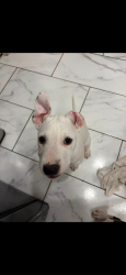 Lost Male Dog last seen lippert lane, north way terr, Oklahoma City, OK 73162