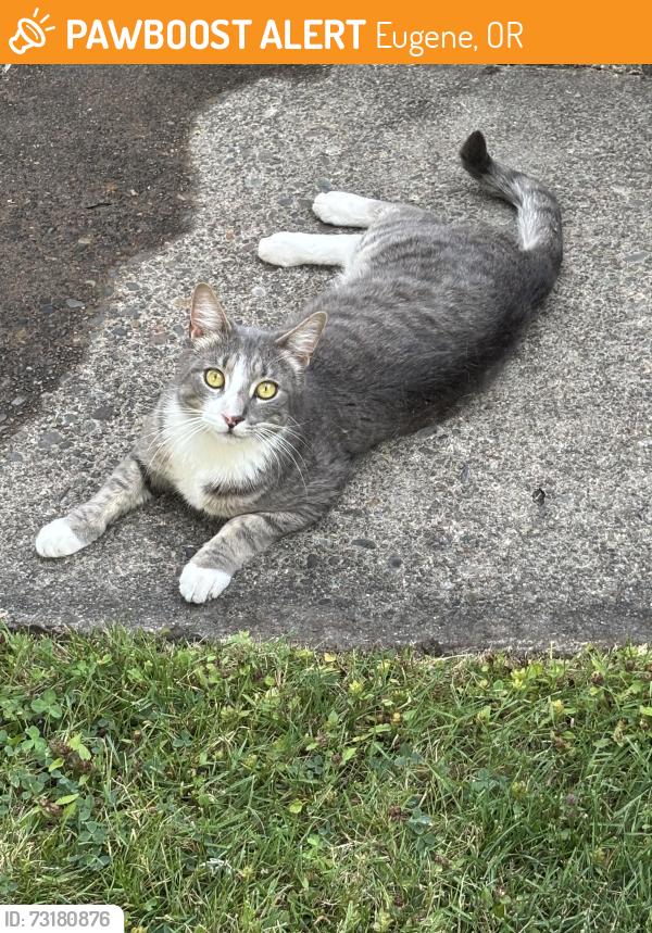 Found/Stray Male Cat last seen 13th and Tyler in Eugene, Or, Eugene, OR 97402