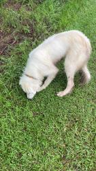 Found/Stray Unknown Dog last seen Charlie Morris Rd behind Dollar Tree & Medlink, Madison County, GA 30628