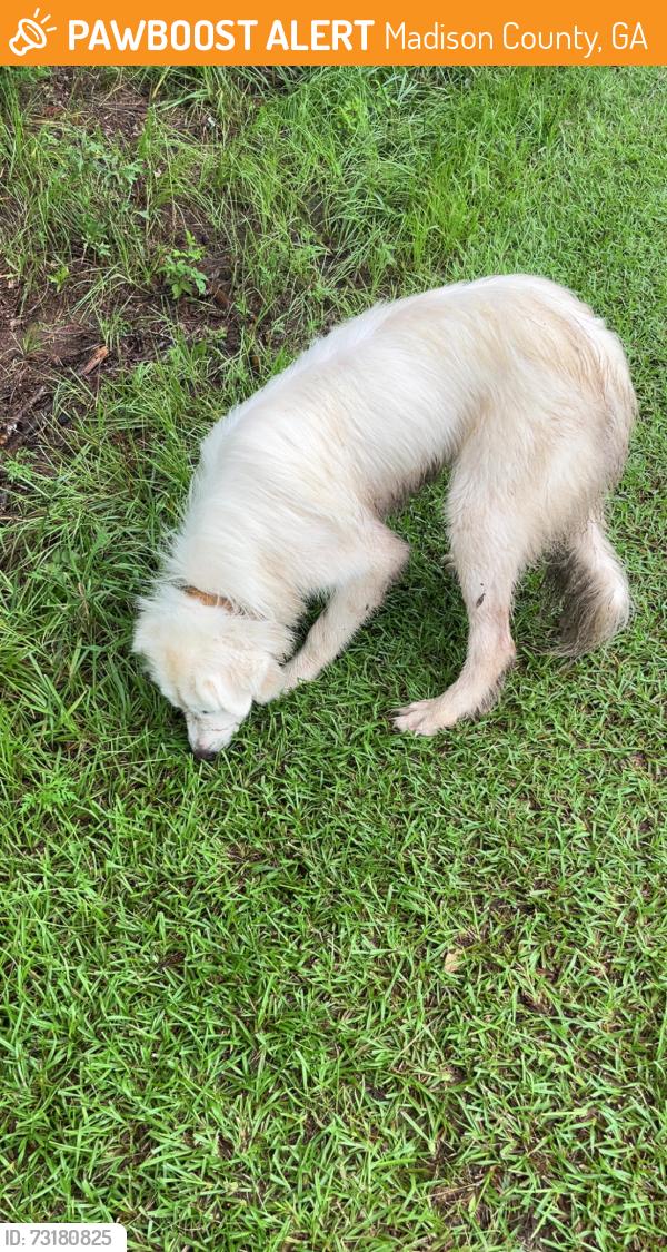 Found/Stray Unknown Dog last seen Charlie Morris Rd behind Dollar Tree & Medlink, Madison County, GA 30628