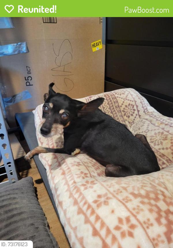 Reunited Female Dog last seen Hill and San gabriel, Rosemead, CA 91770