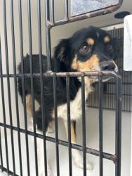 Shelter Stray Female Dog last seen Near Newtown Road, VIRGINIA BEACH, VA, 23462, 341 S Birdneck Rd, Virginia Beach, VA 23451, USA