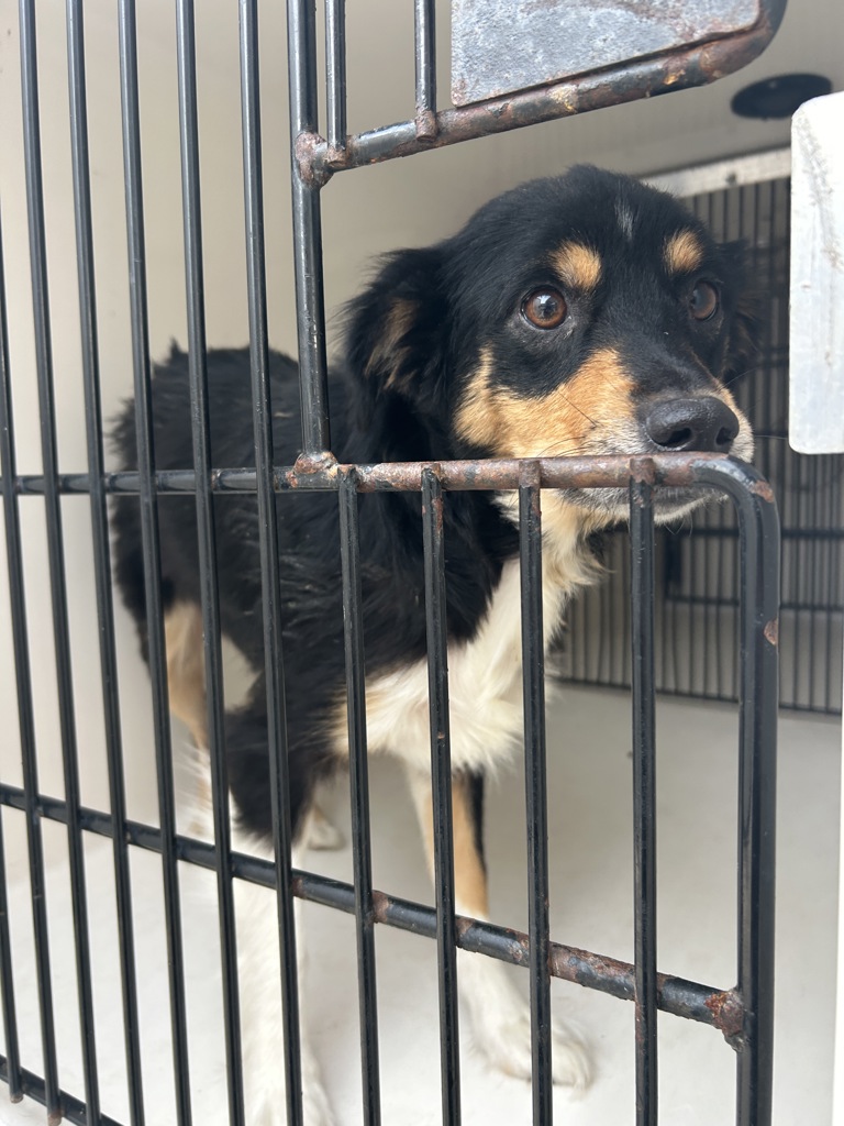 Shelter Stray Female Dog last seen Near Newtown Road, VIRGINIA BEACH, VA, 23462, 341 S Birdneck Rd, Virginia Beach, VA 23451, USA