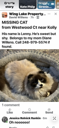 Lost Male Cat last seen Wing Lake and Kolly, Bloomfield Township, MI 48301