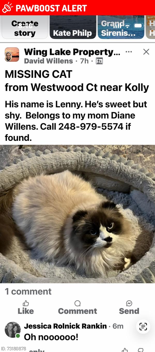 Lost Male Cat last seen Wing Lake and Kolly, Bloomfield Township, MI 48301