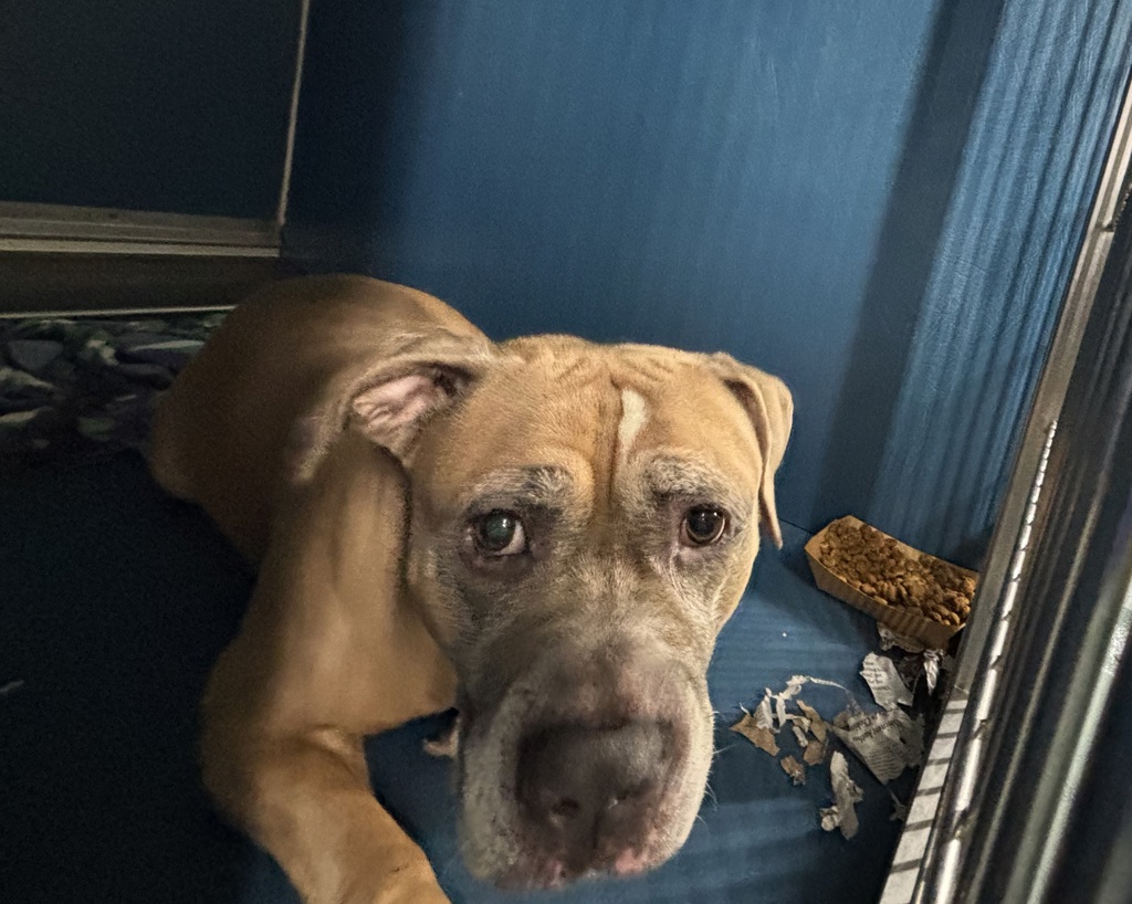 Shelter Stray Male Dog last seen Apt 1d,2704 decatur Avenue, BRONX, NY, 10458, 326 E 110th St, New York, NY 10029, USA