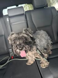 Found/Stray Female Cat last seen Zaragoza rich beem, El Paso County, TX 79936