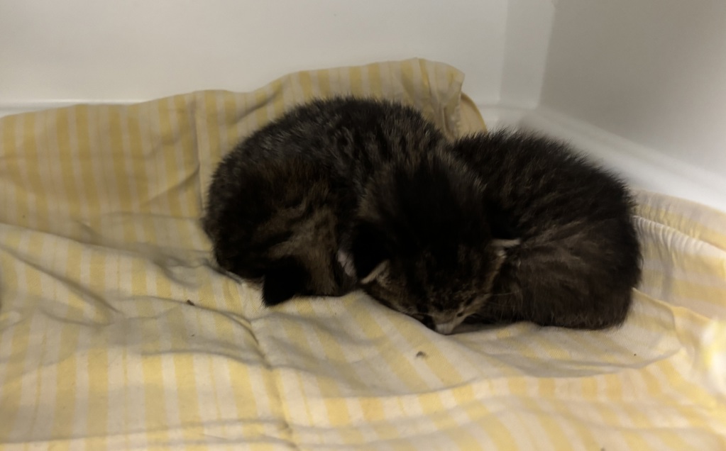 Shelter Stray Female Cat last seen 170-10 Douglas Avenue, JAMAICA, NY, 11433, 326 E 110th St, New York, NY 10029, USA
