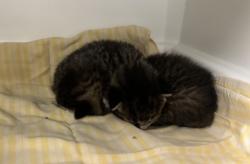 Shelter Stray Female Cat last seen 170-10 Douglas Avenue, JAMAICA, NY, 11433, 326 E 110th St, New York, NY 10029, USA