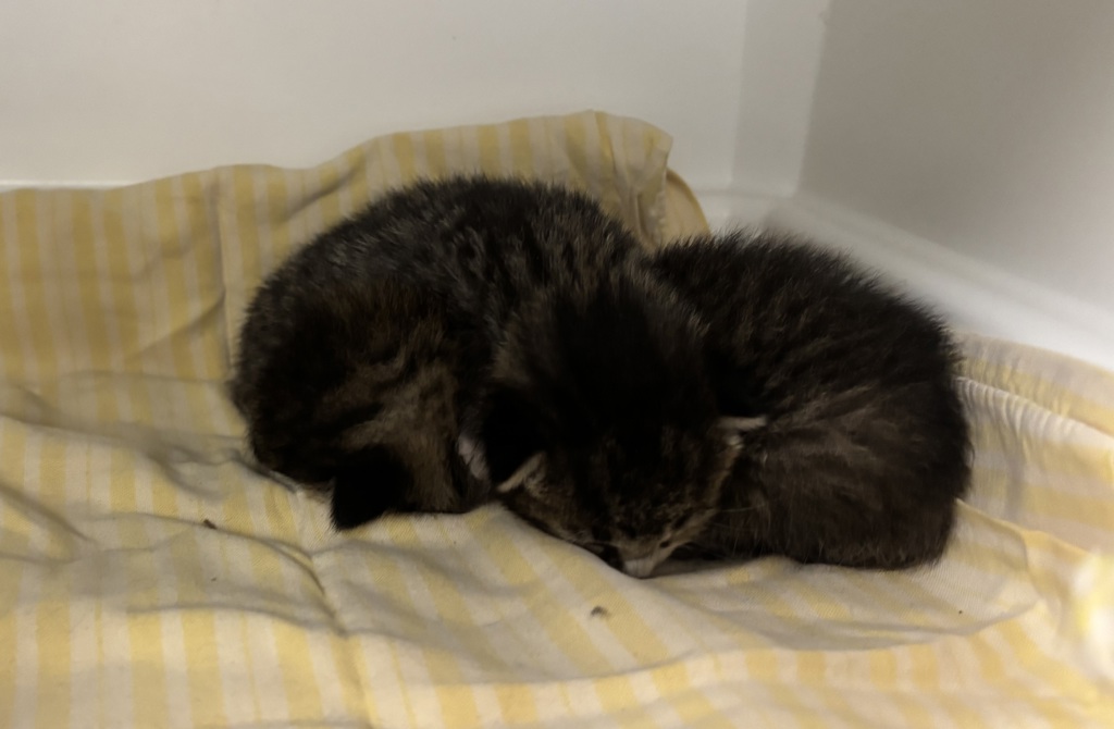 Shelter Stray Female Cat last seen 170-10 Douglas Avenue, JAMAICA, NY, 11433, 326 E 110th St, New York, NY 10029, USA