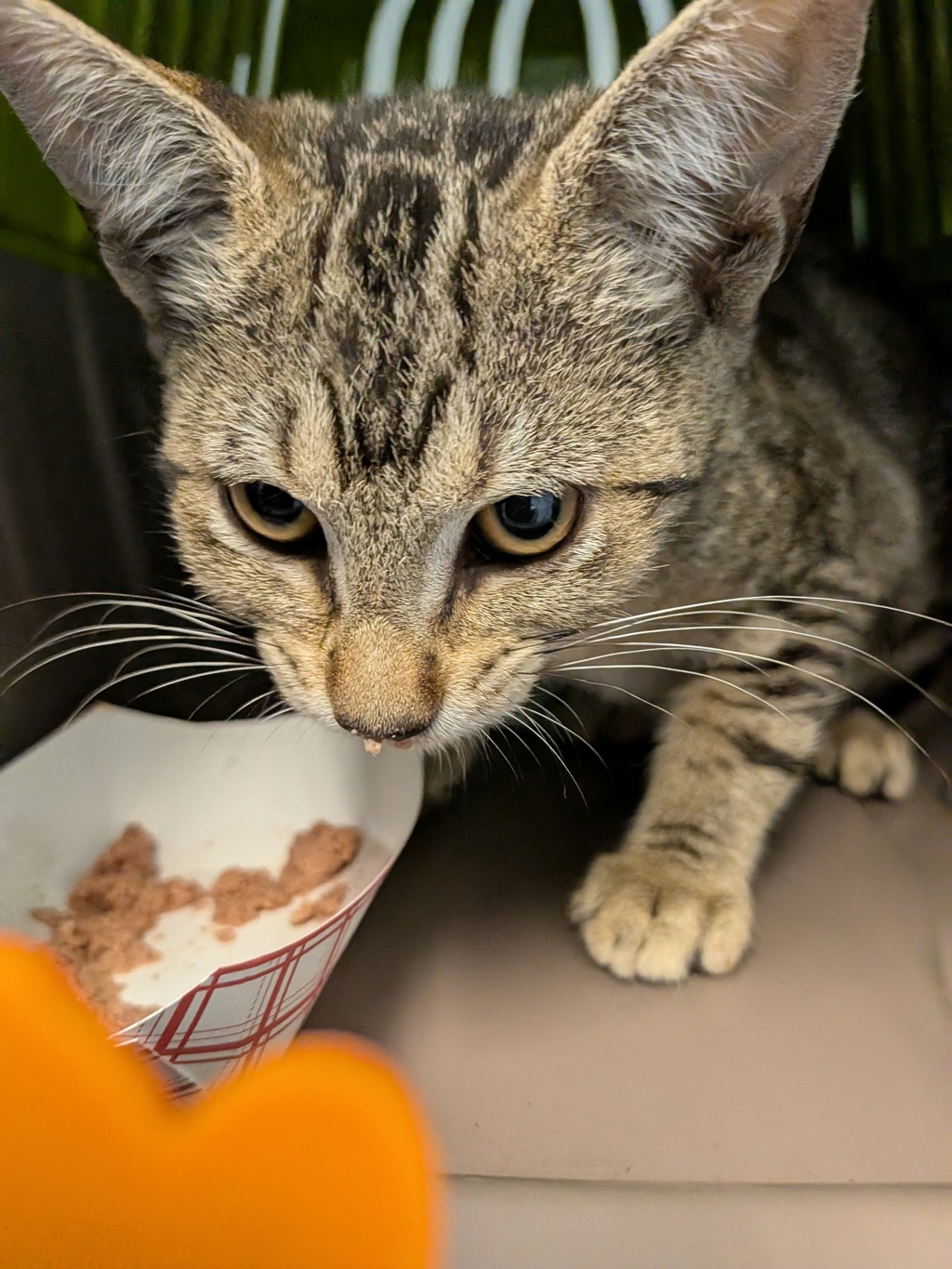 Shelter Stray Female Cat last seen Near S 29th Street, San Diego, CA, 92113, 5500 Gaines St, San Diego, CA 92110, USA