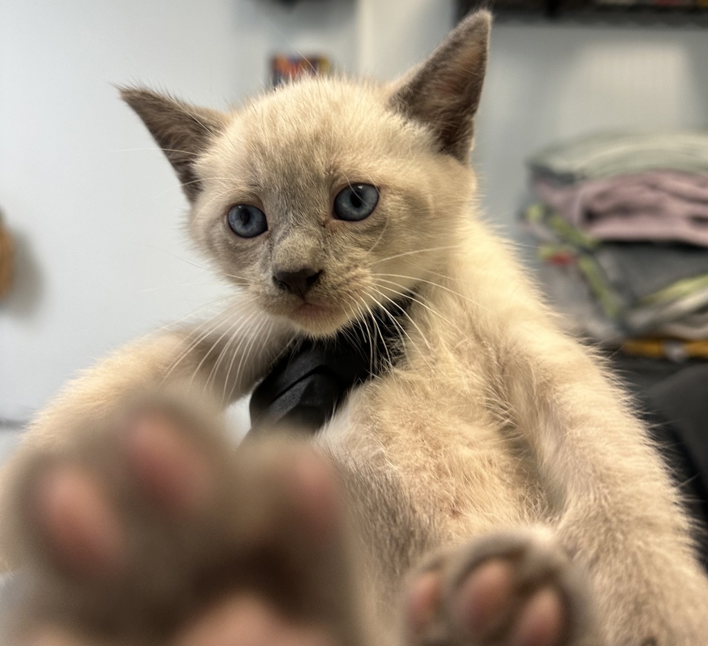 Shelter Stray Male Cat last seen Near First Avenue, San Diego, CA, 92101, 5500 Gaines St, San Diego, CA 92110, USA