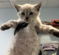 Shelter Stray Female Cat last seen Near First Avenue, San Diego, CA, 92101, 5500 Gaines St, San Diego, CA 92110, USA