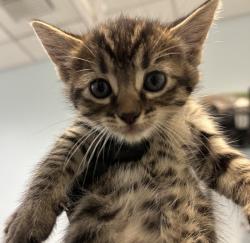 Shelter Stray Female Cat last seen Near First Avenue, San Diego, CA, 92101, 5500 Gaines St, San Diego, CA 92110, USA