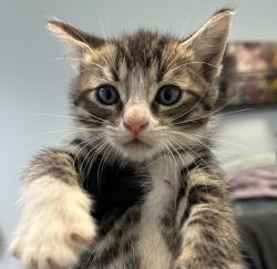 Shelter Stray Male Cat last seen Near First Avenue, San Diego, CA, 92101, 5500 Gaines St, San Diego, CA 92110, USA