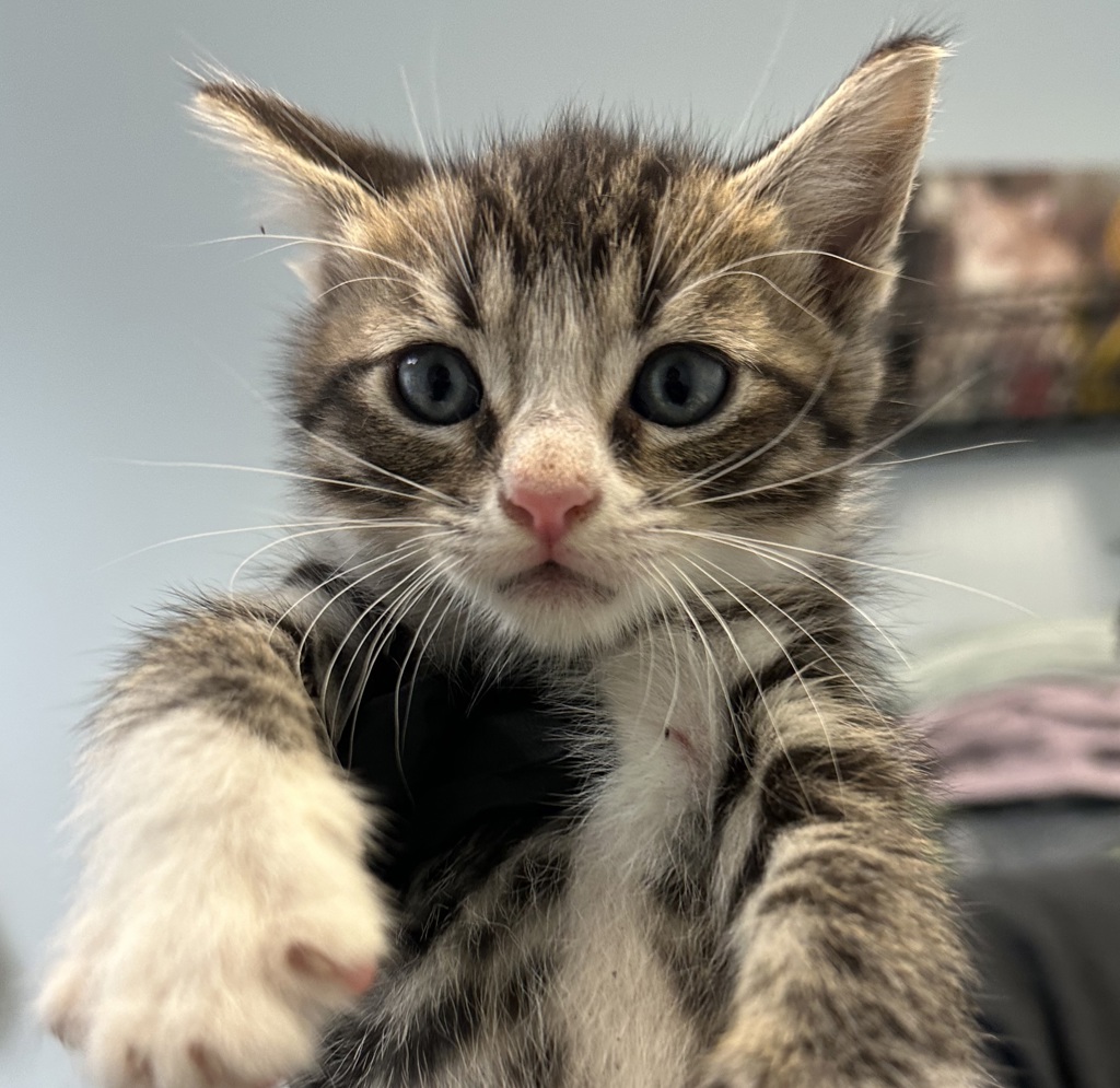 Shelter Stray Male Cat last seen Near First Avenue, San Diego, CA, 92101, 5500 Gaines St, San Diego, CA 92110, USA