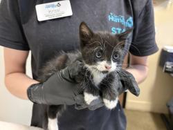 Shelter Stray Male Cat last seen Near Daisy Place, Oceanside, CA, 92056, Oceanside, CA 92058, USA