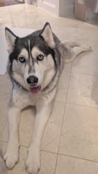 Reunited Female Dog last seen Near Williamstown Rd, Dallas, TX 75230, USA, Dallas, TX 75230