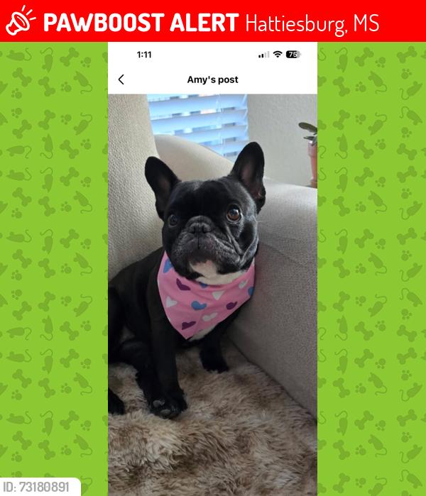 Lost Female Dog last seen Robert E Lee Rd & Bedford Forrest Ln, Hattiesburg, MS 39401