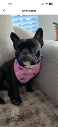 Lost Female Dog last seen Robert E Lee Rd & Bedford Forrest Ln, Hattiesburg, MS 39401