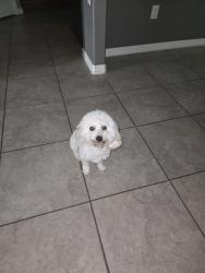 Reunited Male Dog last seen Ruskin Preserve, Ruskin, FL 33570
