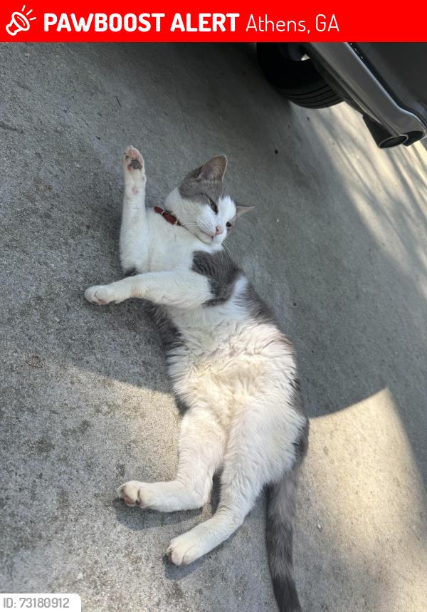 Lost Male Cat last seen Tallassee Road, Athens, GA 30606