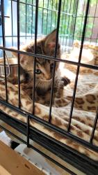 Reunited Unknown Cat last seen Elm Ave, Grunthal, MB R0A 0R0