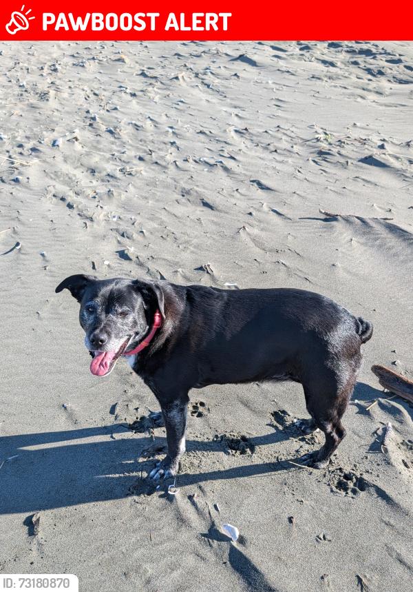 Lost Female Dog last seen Jacoby Creek and Old Gold Course rd., Humboldt County, CA 95524