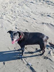 Lost Female Dog last seen Jacoby Creek and Old Gold Course rd., Humboldt County, CA 95524