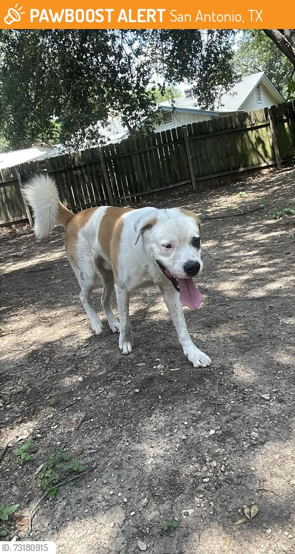 Found/Stray Male Dog last seen Braun Road near Starbucks, San Antonio, TX 78254