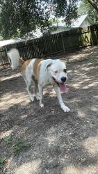 Found/Stray Male Dog last seen Braun Road near Starbucks, San Antonio, TX 78254