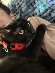 Reunited Female Cat last seen Delmas Park, San Jose, CA 95110