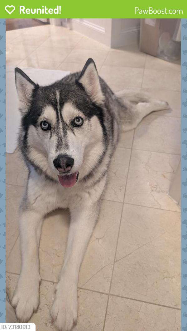 Reunited Female Dog last seen Near Williamstown Rd, Dallas, TX 75230, USA, Dallas, TX 75230
