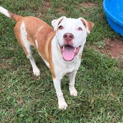 Shelter Stray Male Dog last seen , 328 Furman Hall Rd, Greenville, SC 29609, USA