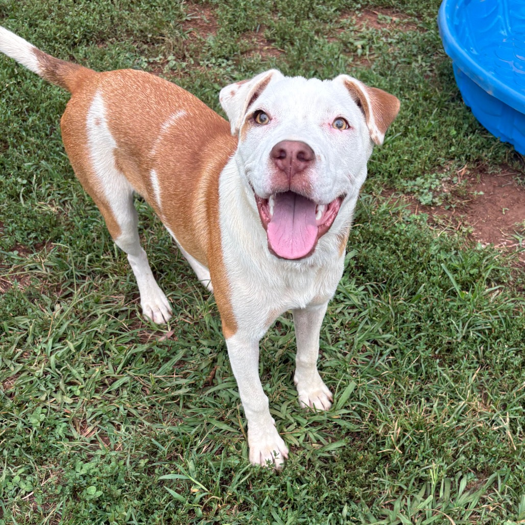 Shelter Stray Male Dog last seen , 328 Furman Hall Rd, Greenville, SC 29609, USA