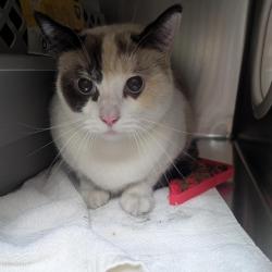 Shelter Stray Female Cat last seen , 361 S Raymond Ave, Pasadena, CA 91105, USA