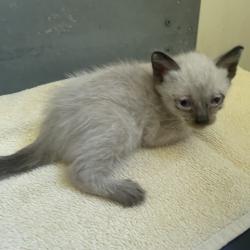Shelter Stray Male Cat last seen , 361 S Raymond Ave, Pasadena, CA 91105, USA