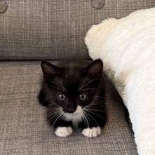 Shelter Stray Female Cat last seen , 361 S Raymond Ave, Pasadena, CA 91105, USA