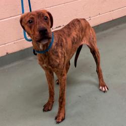 Shelter Stray Female Dog last seen , 2350 Appling City Cove, Memphis, TN 38133, USA